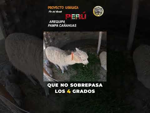 PAMPA CAÑAHUAS: Vicuñas, Viento… ¡y Yo Persiguiendo el Aire! 😅🌬️  #arequipa #turismo #ciudadblanca