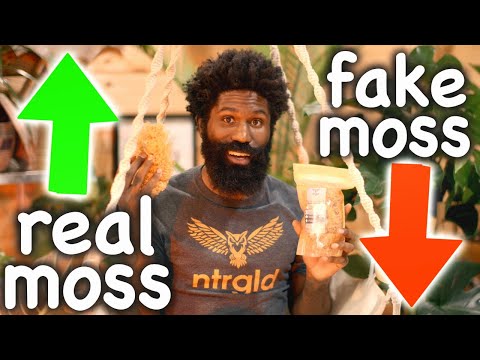 ARE YOU EATING FAKE SEA MOSS?? // WE TESTED 8 DIFFERENT SEA MOSS SO YOU WOULDN'T HAVE TO!