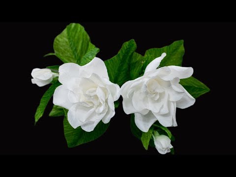 How To Make A Gardenia Flower From Crepe Paper | Crepe Paper Flower Tutorial