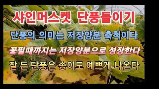 샤인머스켓 봄을 준비하는 단풍의 중요성과 잎관리