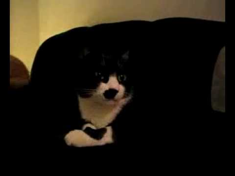 Solange's lil kitten 1