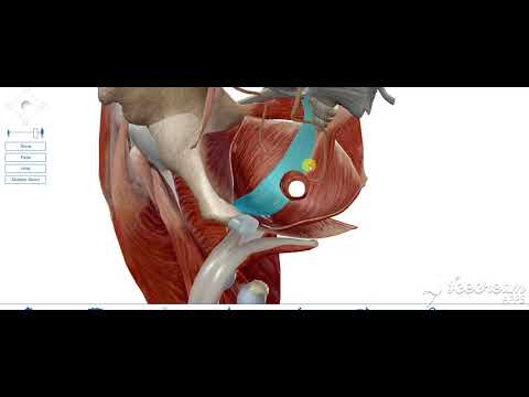 Urinary bladder inferior lateral surfaces 2