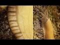 Banana Slugs: Secret of the Slime | Deep Look