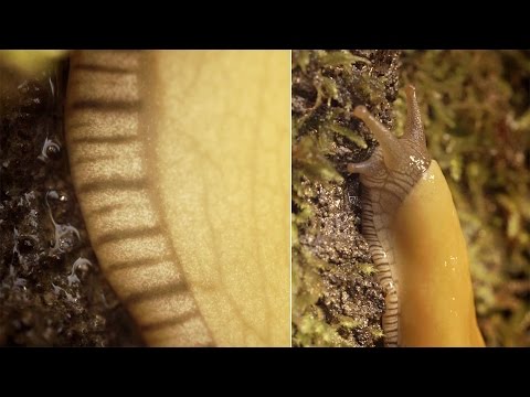 Banana Slugs: Secret of the Slime | Deep Look Video