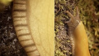 Banana Slugs: Secret of the Slime | Deep Look