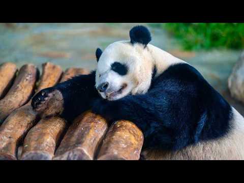 Live: Meet Hainan's beloved giant panda brothers Gong Gong and Shun Shun