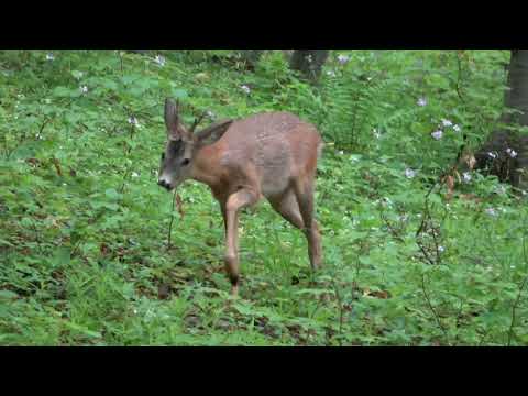 Căpriorul curios 🦌🌲