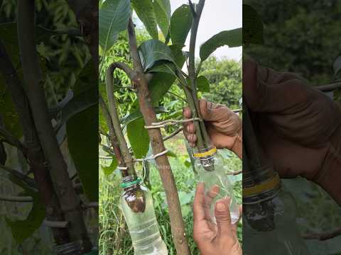 easy way to propagate mango plants🥭#gardening #plants #shorts