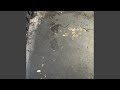 Michael Vick (Fast Version)