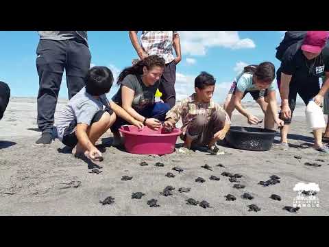 Support Sea Turtle Conservation in El Salvador