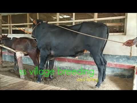 #OMG! CoW Meeting new style 2020#HOW collect semen