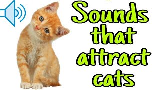 Sounds that attract cats - Meow to make cats come to you