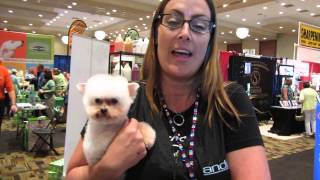 Dog grooming teddy bear pet cut