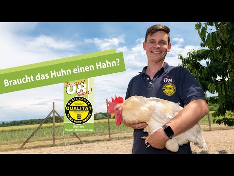Braucht das Legehuhn einen Hahn?