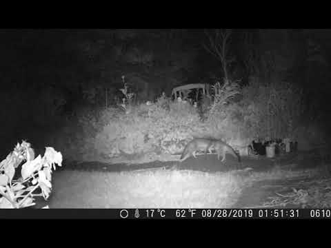 Critter Cam Highlights Pepperell MA