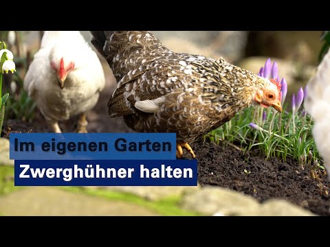 , title : 'Erfahrungsbericht: Zwerghühner im eigenen Garten halten'