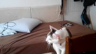 [猫の奮闘]　頑張る運動音痴　鼻息荒くてごめんね