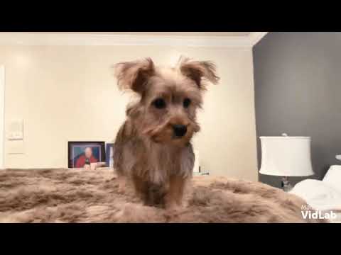 Rocky is a very intelligent, laid back , disciplined Yorkshire Terrier