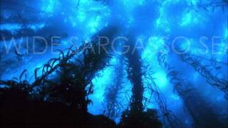 Wide Sargasso Sea - Trailer (2014)