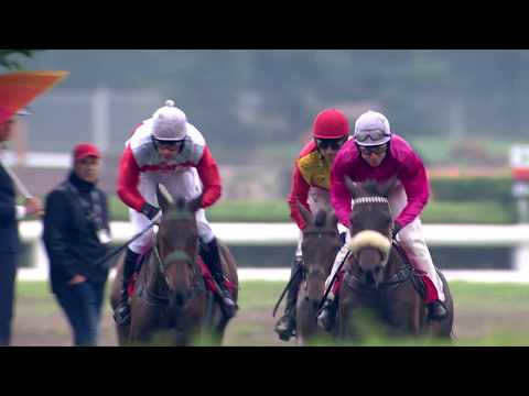 PE, 20. 6. 2020, 7. dostih - Cena města Pardubic - Úvodní Cross Country Koroka