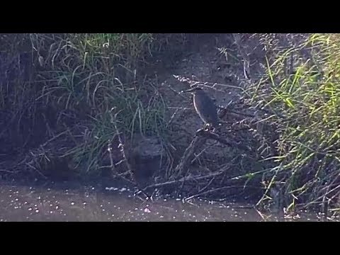 Djuma: Green-backed Heron and Water Monitor Lizard swimming below - 07:51 - 04/12/20