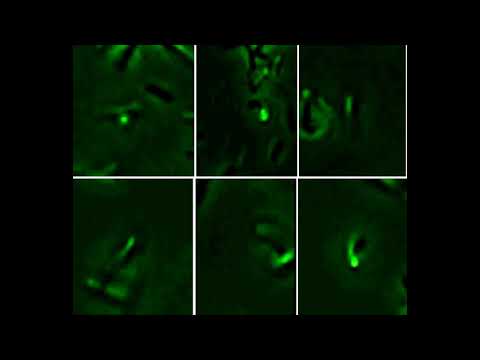 These bacteria hitchhike to transport themselves