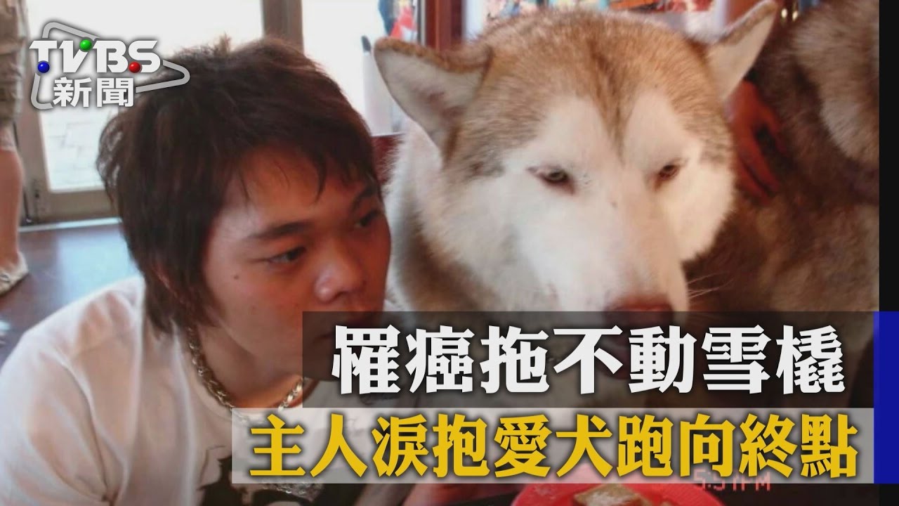 罹癌拖不動雪橇 主人淚抱愛犬跑向終點