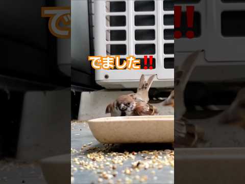 庭の鳥: 野生のスズメを飼いならすにはどうすればよいですか?彼と友達になるために従うべき5つのステップ  庭園