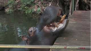 preview picture of video 'Jessica the Hippo - South Africa Travel Channel 24 - Wildlife'