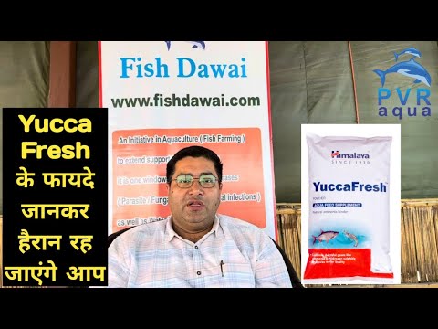 Aqua feed supplement himalaya yucca fresh natural ammonia bi...