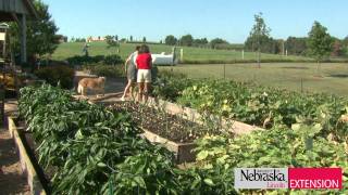 Backyard Raised Beds