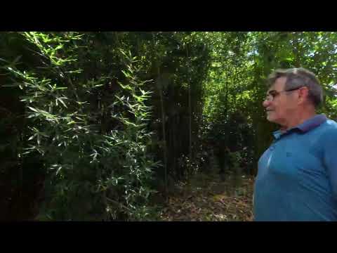 SÍTIO COMPLETO EM COCALZINHO–GO! 30 ha • Água Permanente • Curral Coberto • Apenas 60 km de Brasília