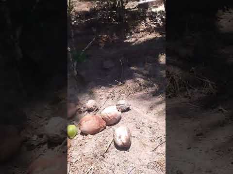 Em Correntes Pernambuco, terra do sogro