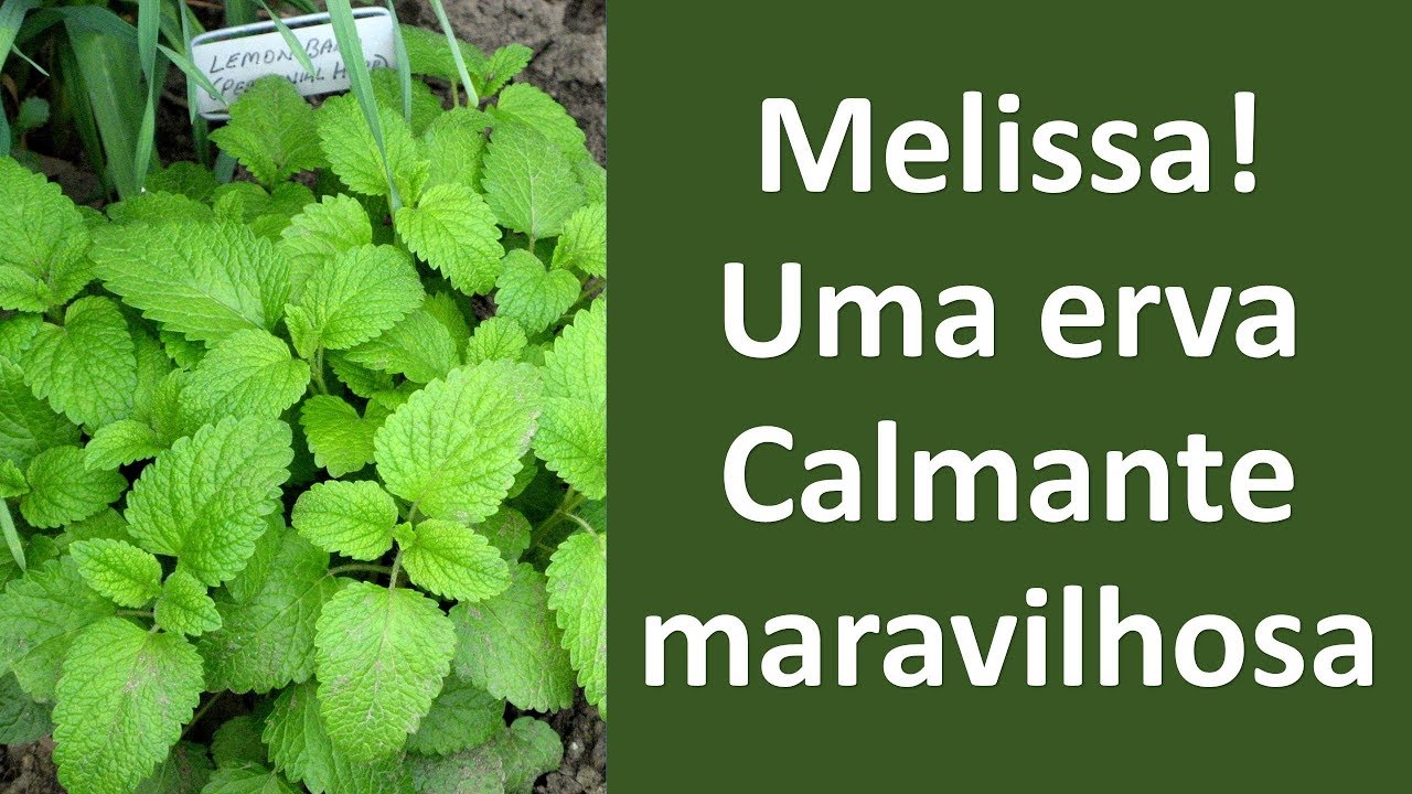 Melissa! Uma erva calmante maravilhosa! | Dr. Marco Menelau