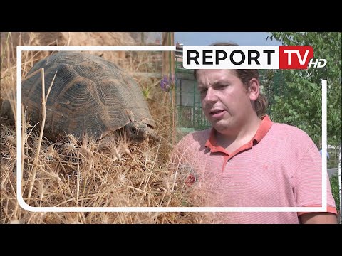 Breshkat e tokës shiten nga 60-2000 euro në tregun e zi, specialisti: Ta shohim si trafik droge