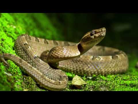 Snake Turds
