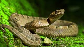 How Do Snakes Poop || How do snakes poop bones || How do snakes poop video
