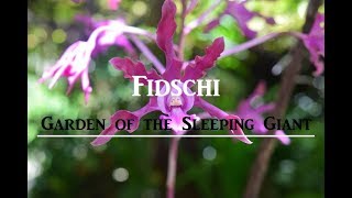 preview picture of video 'Fidschi | Garden of the sleeping Giant | Yasawa Flyer'