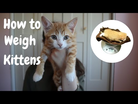 How to weigh your foster kittens and keep track of their weight