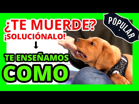 🔺How to TEACH a PUPPY NOT TO BITE✔️ - My PUPPY BITES ME 🐶 😍