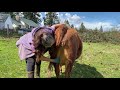 Irish Dexter Family Milk Cows:  Part 1, How to train a milk cow. Elemental Faye.