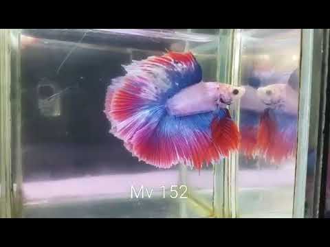 (MV-152) Red Grizzle Fancy Double Tail Halfmoon Male Betta