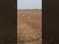 Shorts Reels Love Sidhumoosewala Legend Sidhumoosewala Haryana Punjab Kisan