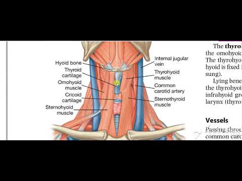 Thyroid gland relations 2