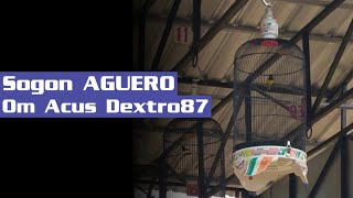 Download lagu Sogon Aguero Om acuz dextro87 #sogon #sogonmania #sogonnembak #sogongacordor mp3