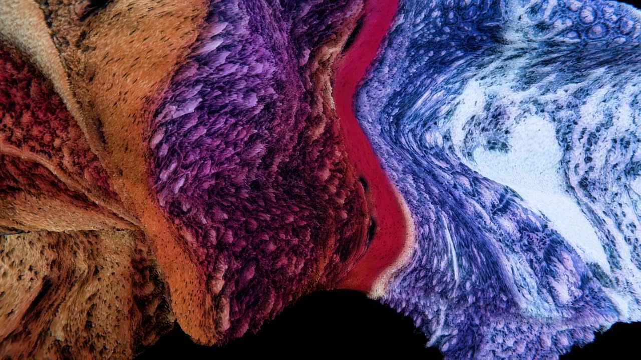 PARALAXIS as above so below