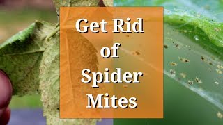 Get Rid of Spider Mites
