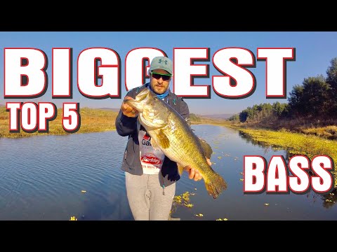 Our TOP 5 BIGGEST BASS CAUGHT on YOUTUBE !! Bass Fishing South Africa, Albert Falls.