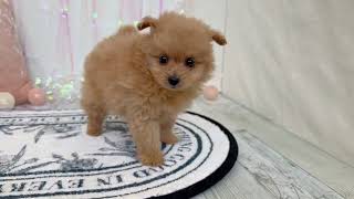 ハーフ犬の動画01