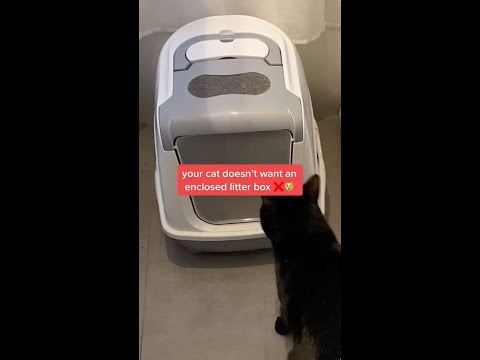 The Truth About Enclosed Litter Boxes